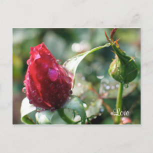 Postal Rosa