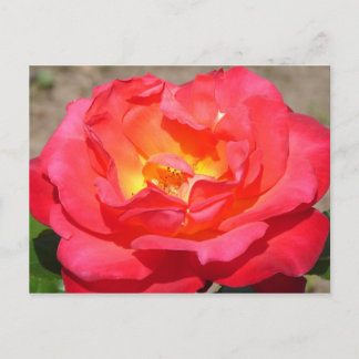 Postal rosa