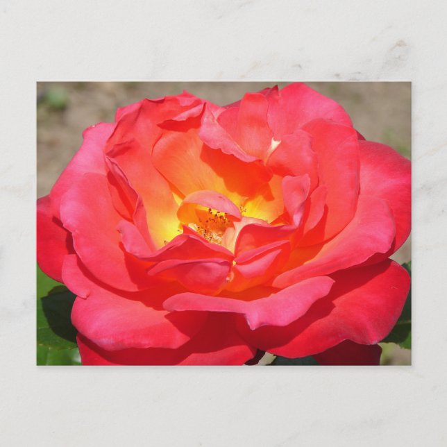Postal rosa (Anverso)