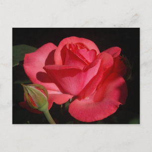 Postal Rosa5