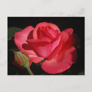 Postal Rosa5