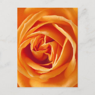 Postal rosa-186452 rosáceas subió, flor, verano, naranja,