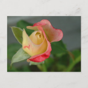 Postal rosa (2)