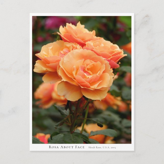 Postal Rosa About Face (Anverso)