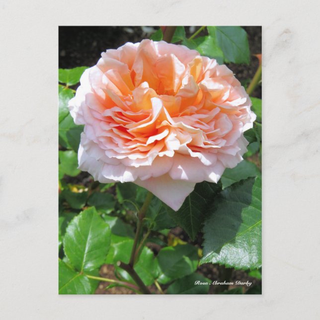 Postal Rosa Abraham Darby [Tarjeta postal] (Anverso)