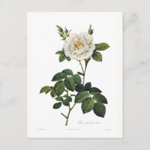 Postal Rosa alba flore plena