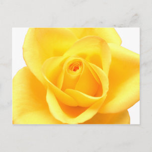 Postal Rosa amarilla