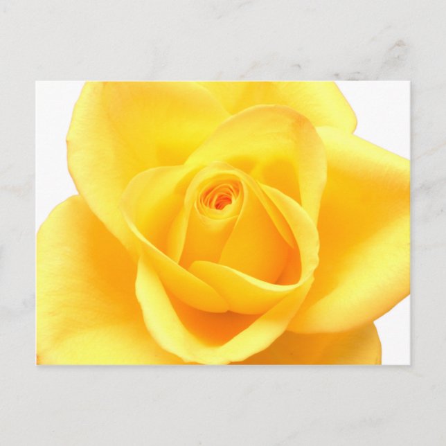 Postal Rosa amarilla (Anverso)
