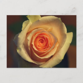 Postal rosa amarilla