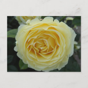Postal Rosa amarilla