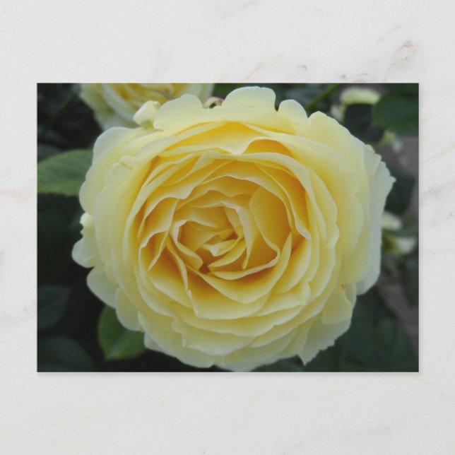Postal Rosa amarilla (Anverso)