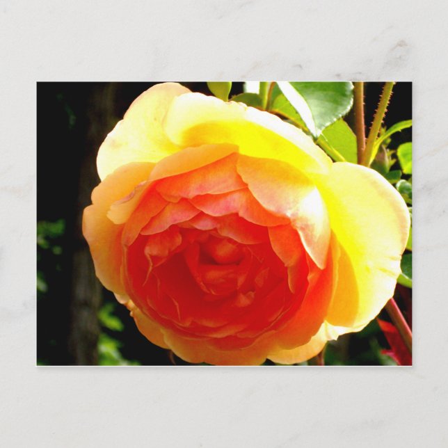 Postal Rosa amarilla (Anverso)