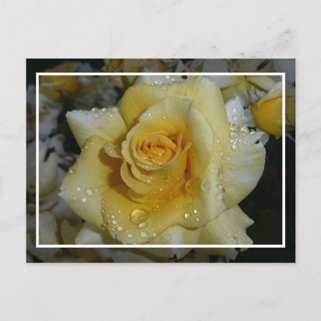 Postal Rosa amarilla (Anverso)