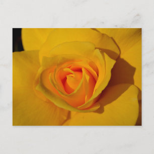 Postal Rosa amarilla