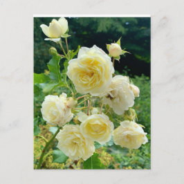 Postal Rosa amarilla