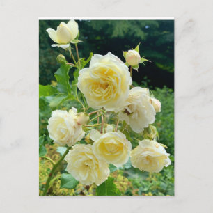Postal Rosa amarilla