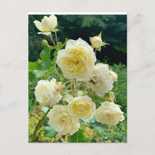 Postal Rosa amarilla (Anverso)