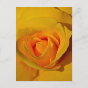 Postal Rosa amarilla