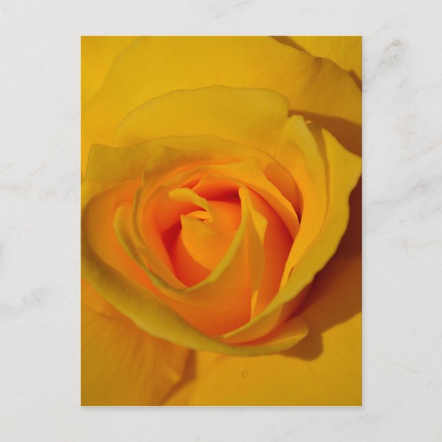 Postal Rosa amarilla (Anverso)