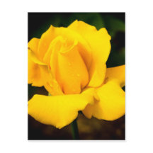 Rosa amarilla - Después de la lluvia