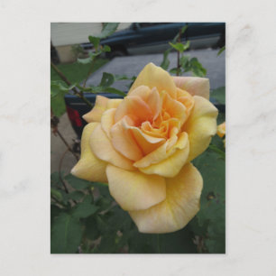 Postal Rosa amarilla intrincada