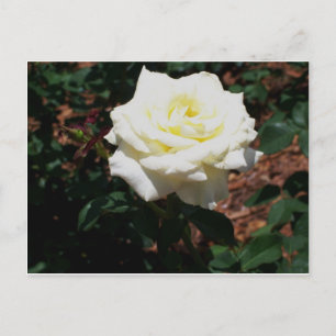 Postal Rosa Amarilla Pálida