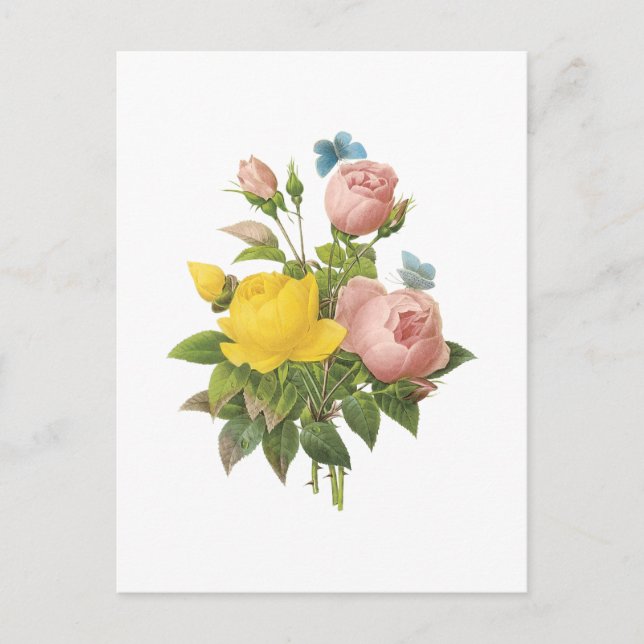 Postal Rosa amarilla persa, rosa de té por Redouté