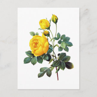 Postal Rosa amarilla por Pierre Joseph Redoute