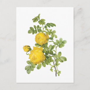 Postal rosa amarilla (Rosa sulfurea) por Redouté