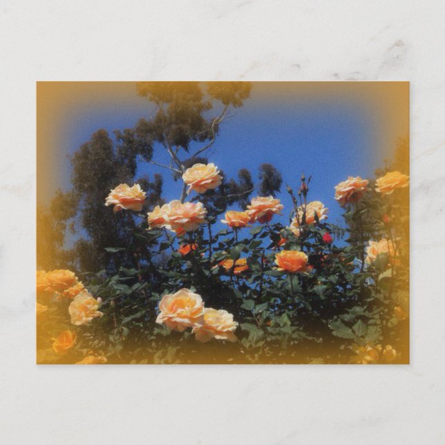 Postal rosa amarilla solar (Anverso)