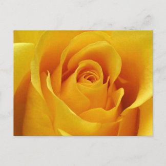 Postal Rosa amarillo grande