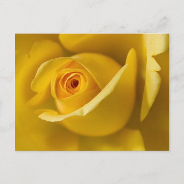 Postal Rosa amarillo macro (Anverso)