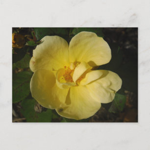 Postal Rosa amarillo salvaje