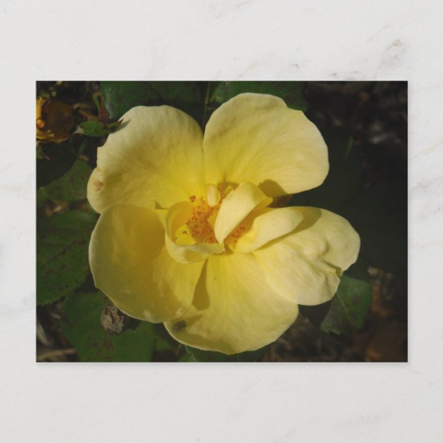 Postal Rosa amarillo salvaje (Anverso)
