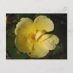Postal Rosa amarillo salvaje
