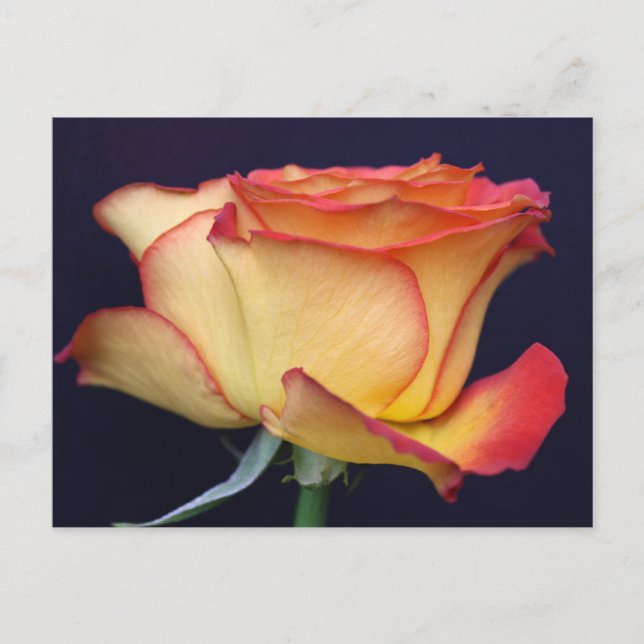 Postal Rosa amarillo y Naranja (Anverso)