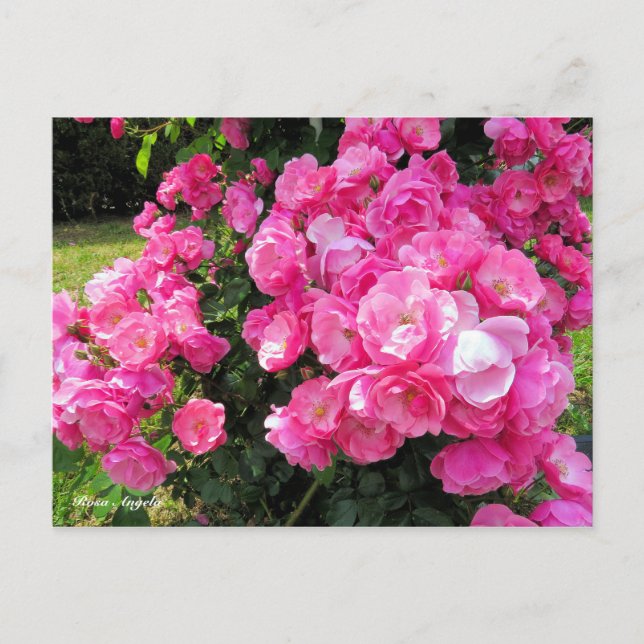 Postal Rosa Angela［Postcard］ (Anverso)