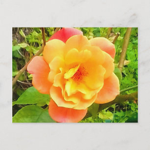 Postal Rosa Apricot