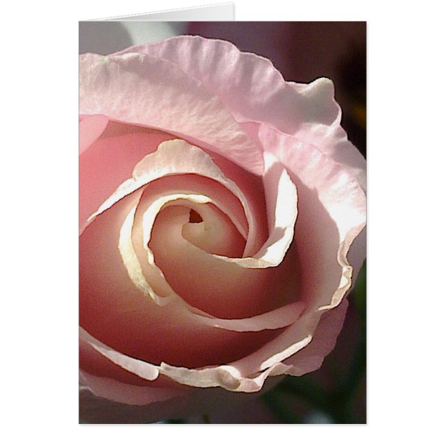 Postal rosa apuesta rosa (Frente)