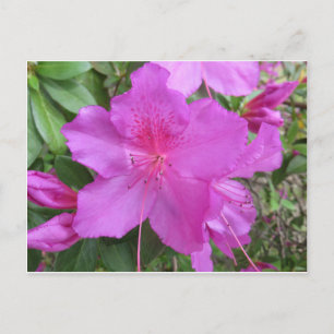 Postal Rosa Azalea