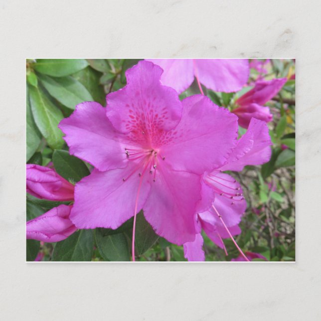 Postal Rosa Azalea (Anverso)