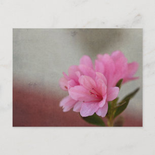 Postal Rosa Azalea Texturizado