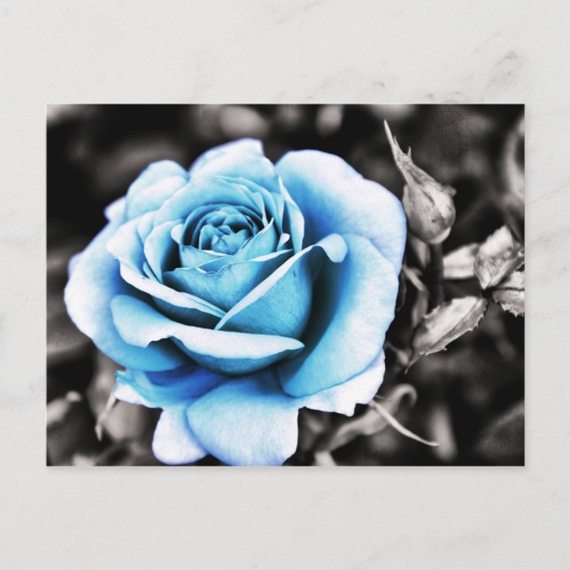 Postal Rosa azul (Anverso)