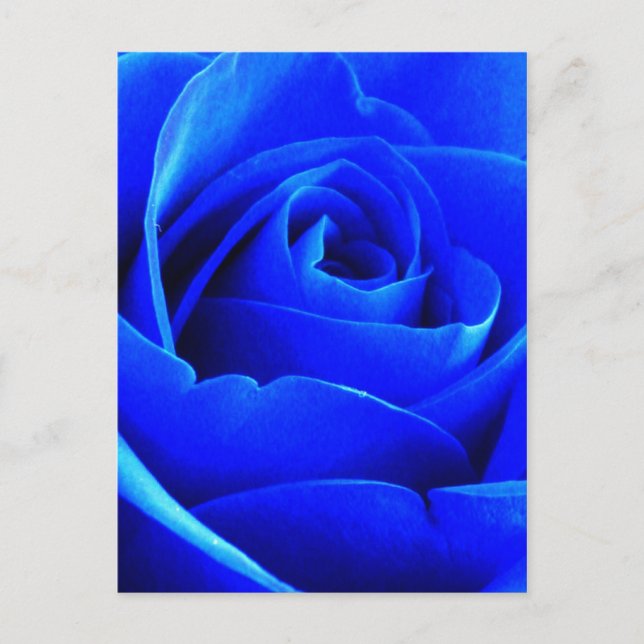 Postal Rosa azul (Anverso)