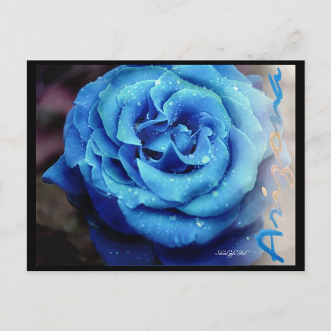 Postal Rosa azul (Anverso)