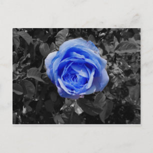 Postal Rosa azul