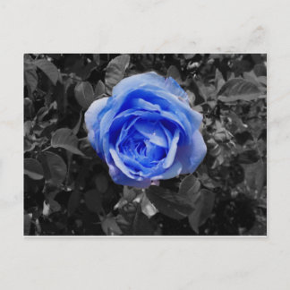 Postal Rosa azul