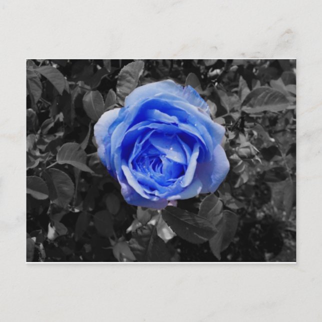 Postal Rosa azul (Anverso)