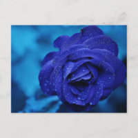 Rosa azul con gotas de abrigo