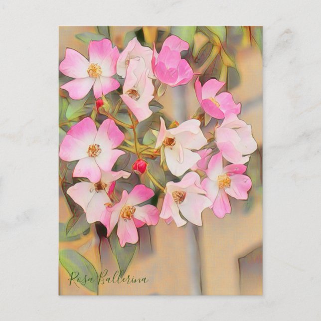 Postal Rosa Ballerina [Postcard] (Anverso)